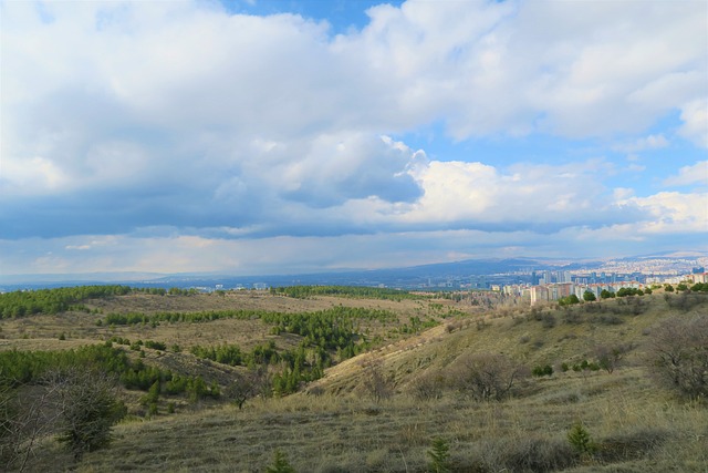 Open hillside land with scattered pine trees and apartment blocks on the horizon