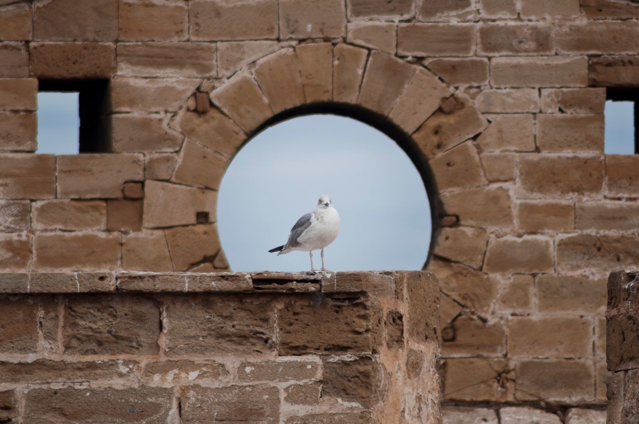 White seagull sitting on parapet of rough shabby stone building against cloudy sky