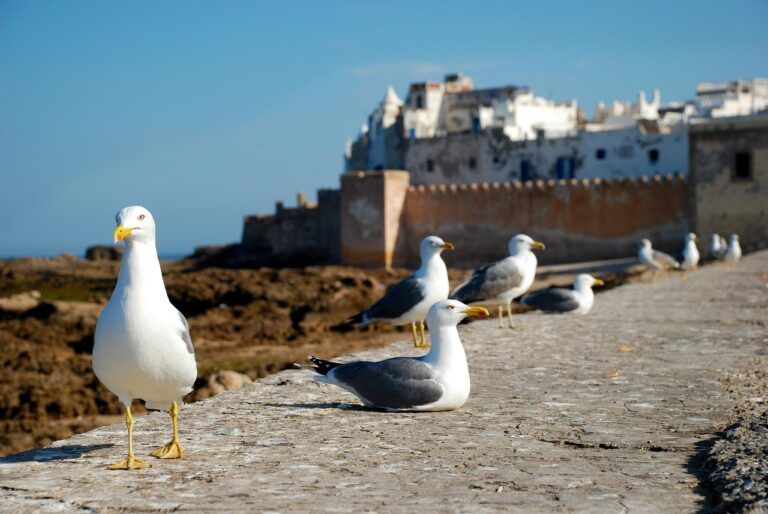 long term rentals in essaouira morocco