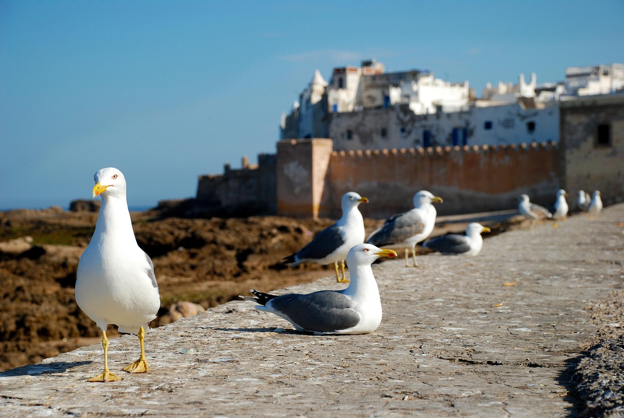 long term rentals in essaouira morocco